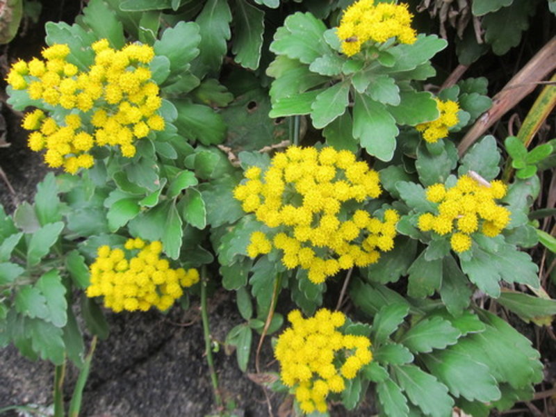 pacific chrysanthemum