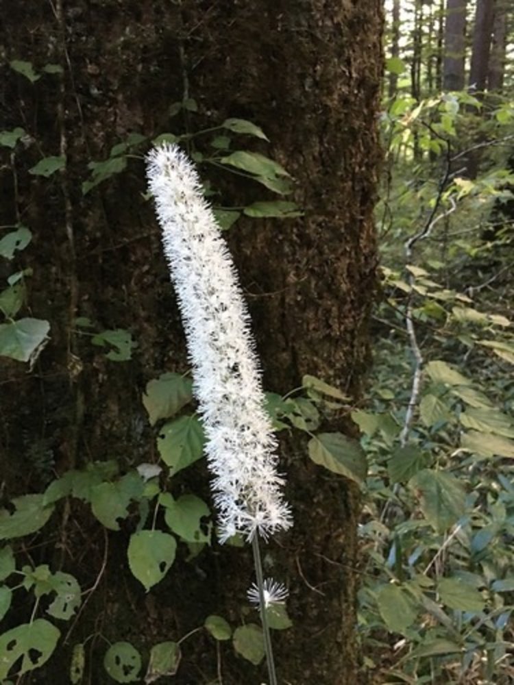 Japanese bugbane 'Cheju-Do'