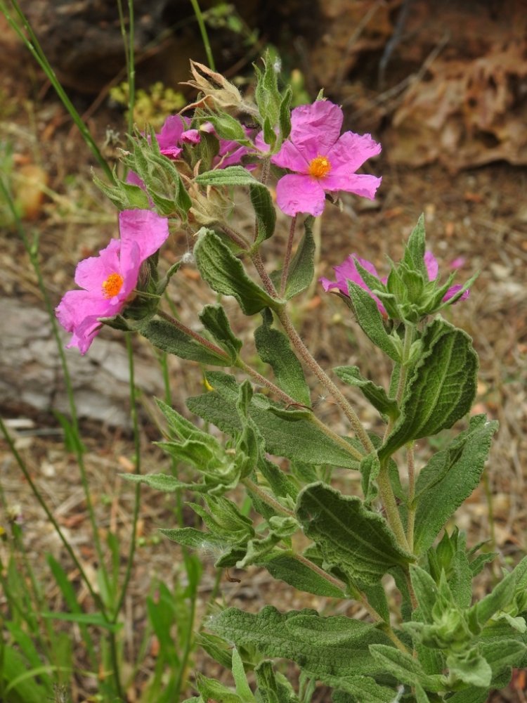 Grey-leaved Cistus