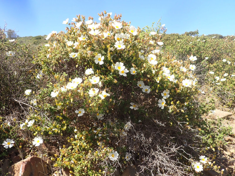 Sage Leaved Rockrose