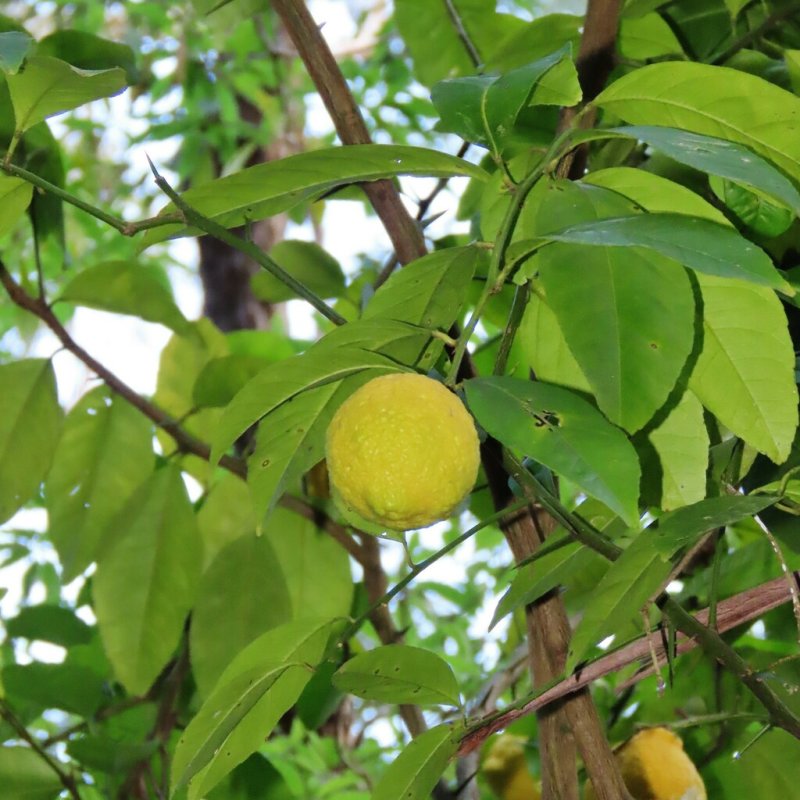 Bergamot orange