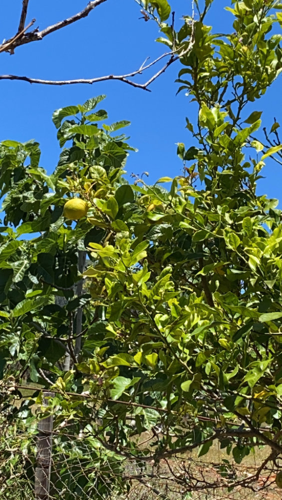 Fingered Citron Buddha'S Hand