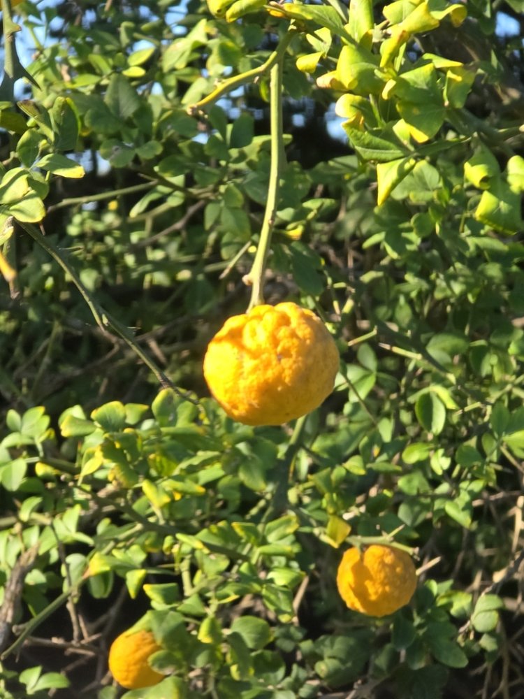 Citrus Yuzu