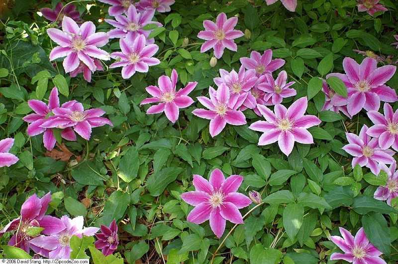 Clematis 'Dr Ruppel'