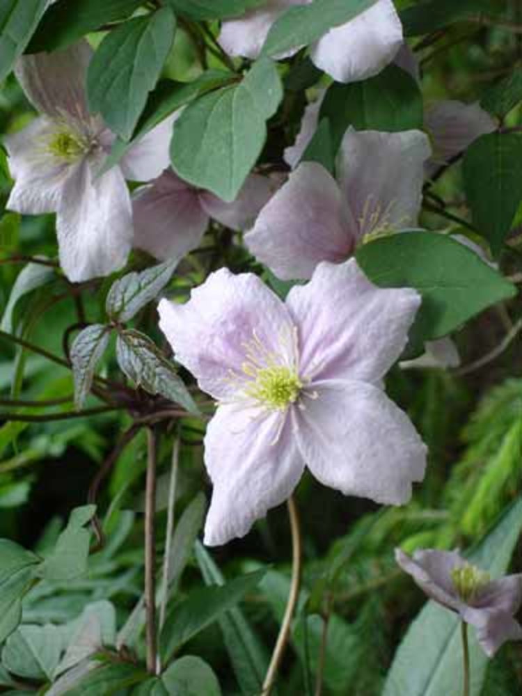 Clematis 'Montana Mayleen'