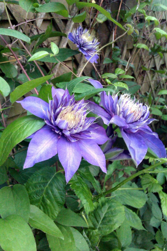 Clematis 'Multi Blue'