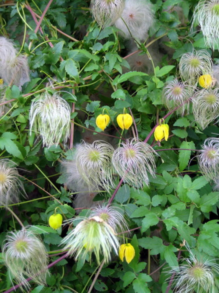 clematis 'Lambton Park'