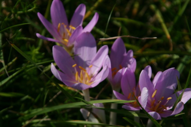 meadow saffron