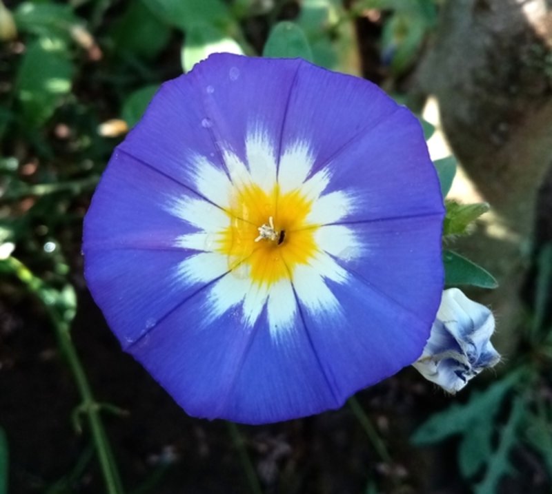 dwarf morning glory