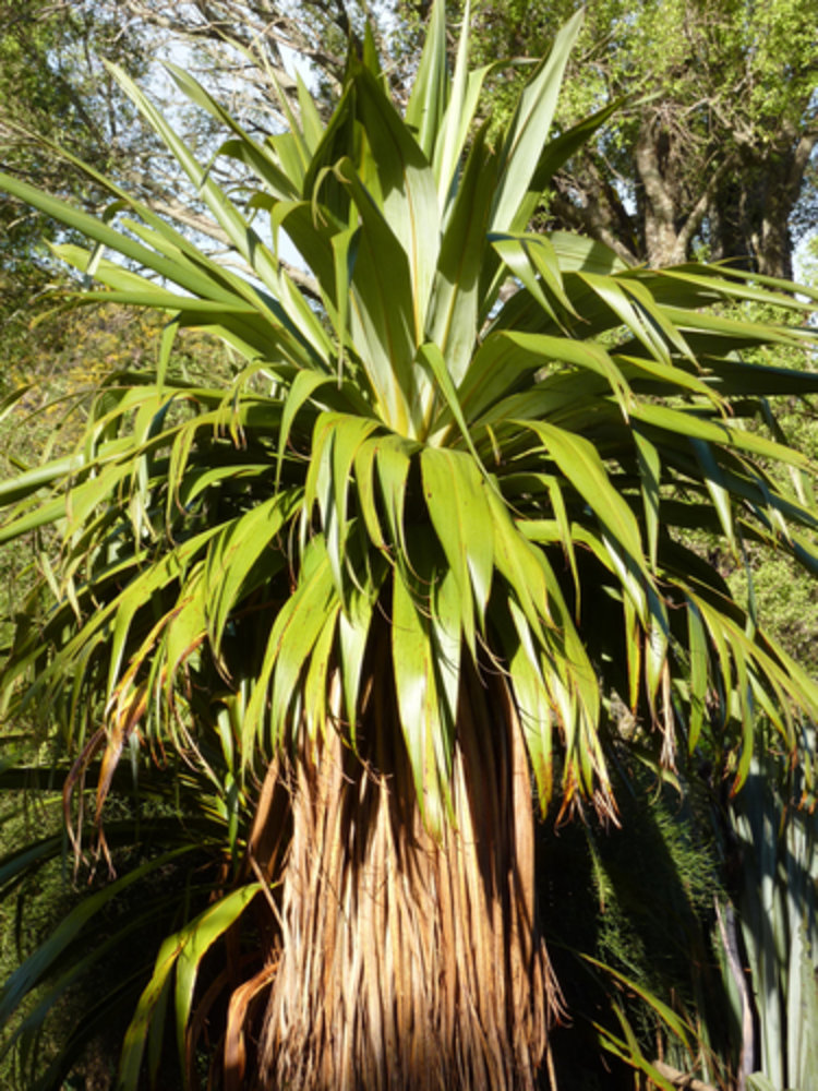 mountain cabbage tree