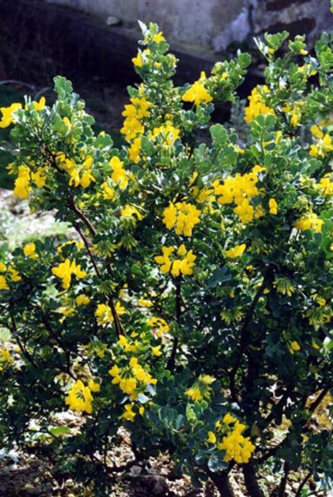 Coronilla valentina subsp. glauca