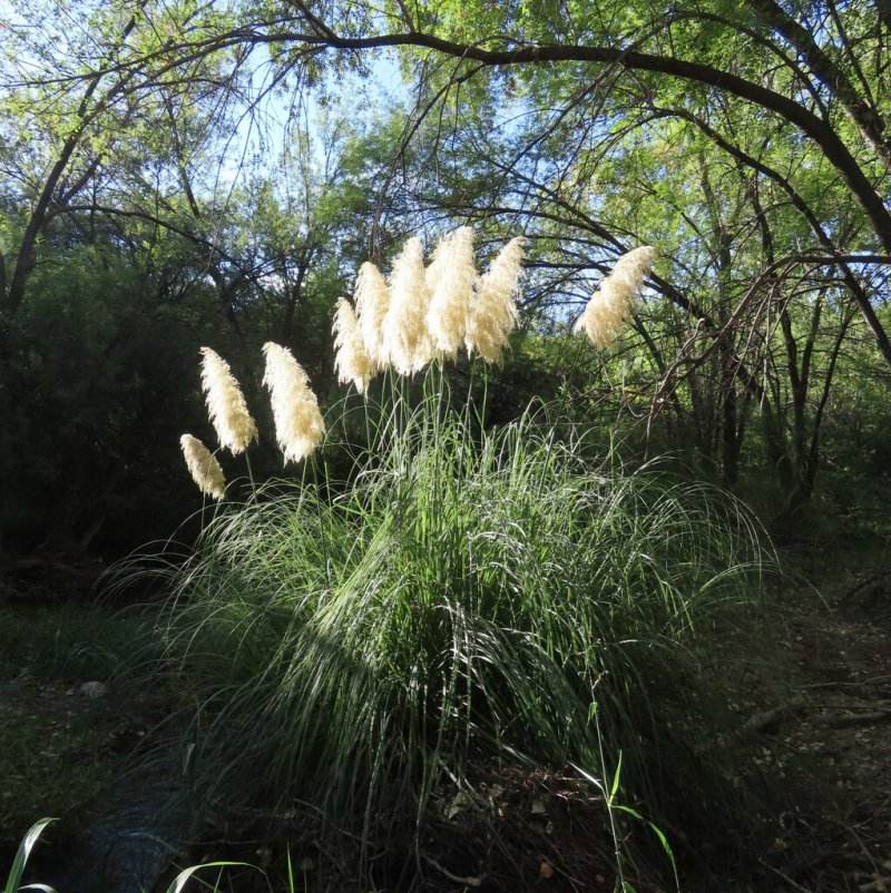 Pampas Grass