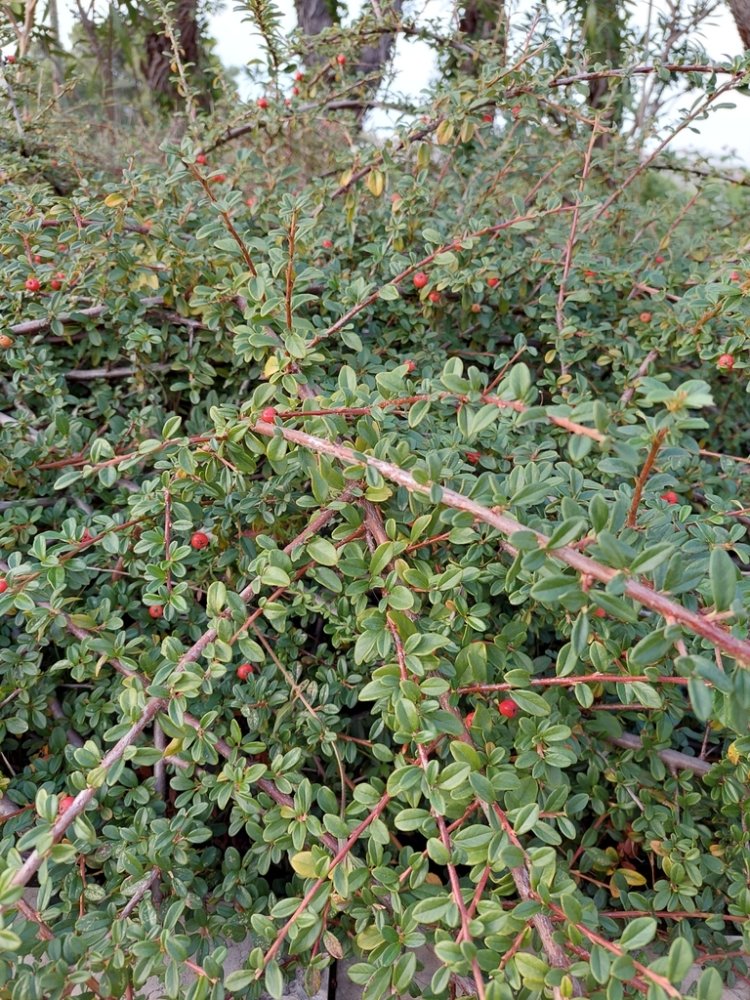Bearberry Cotoneaster
