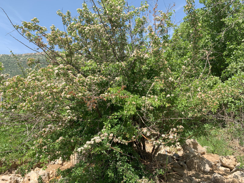 Common Hawthorn