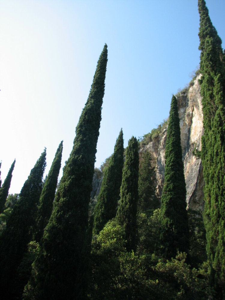Italian Cypress