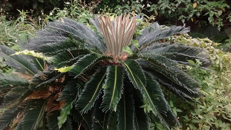 Sago Palm