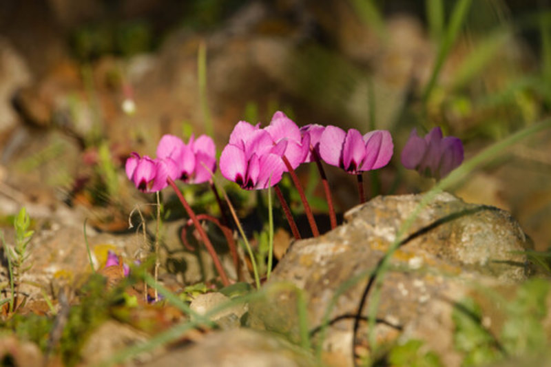 eastern cyclamen