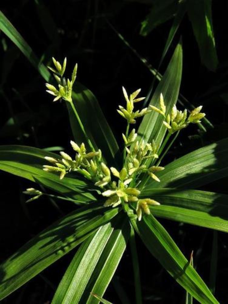 Cyperus albostriatus