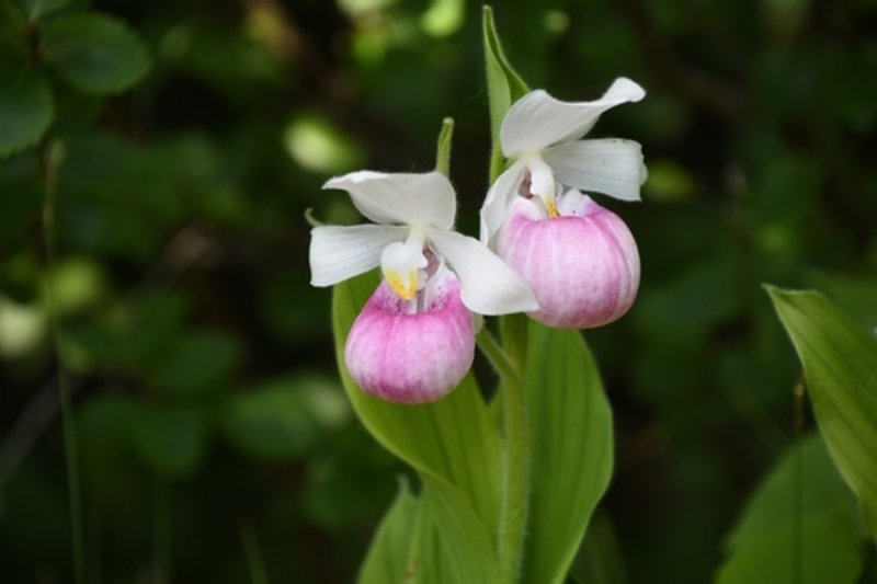 showy lady's slipper orchid