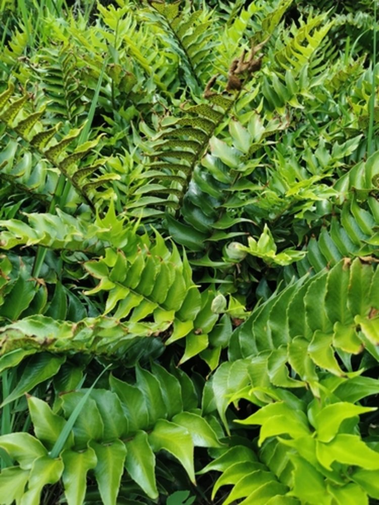 Japanese holly fern