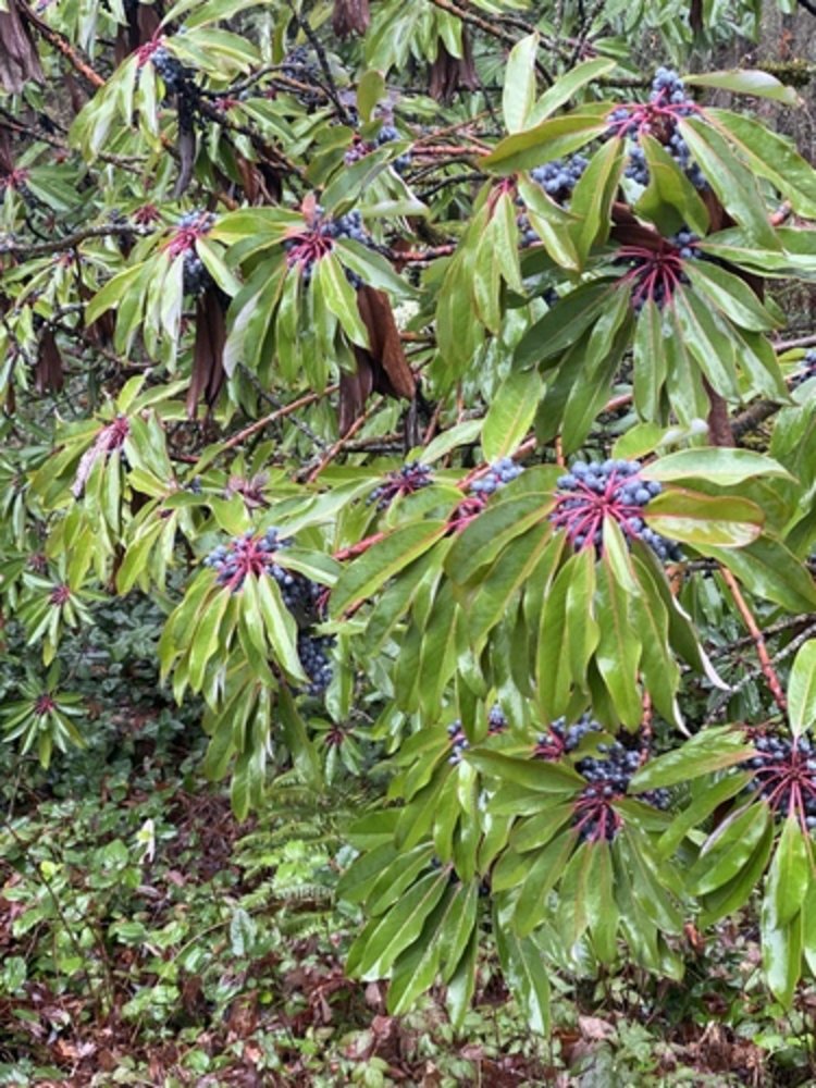 large-stalked daphniphyllum