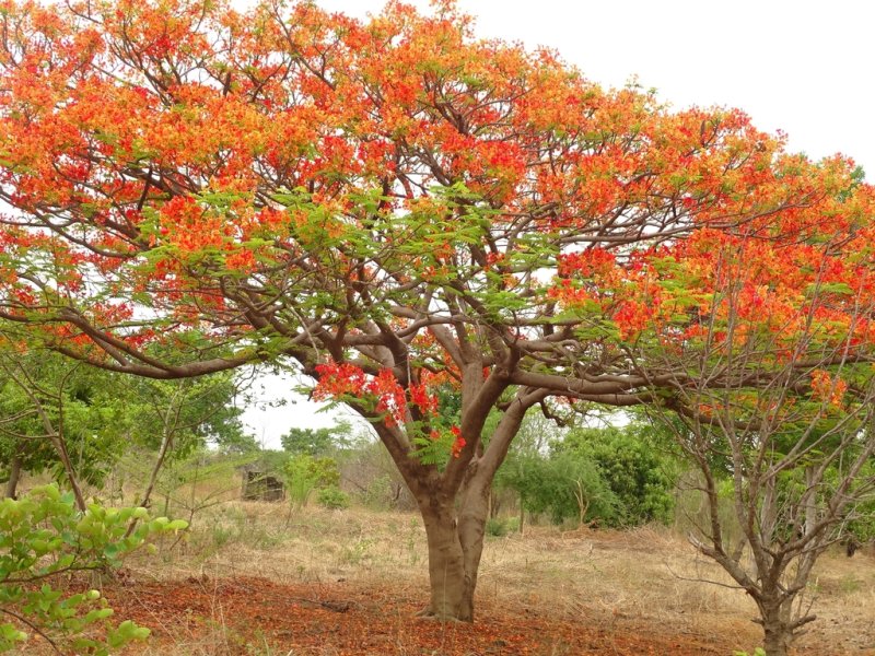 Royal Poinciana