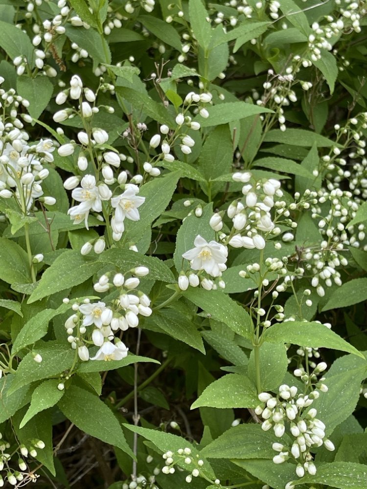 Slender Deutzia