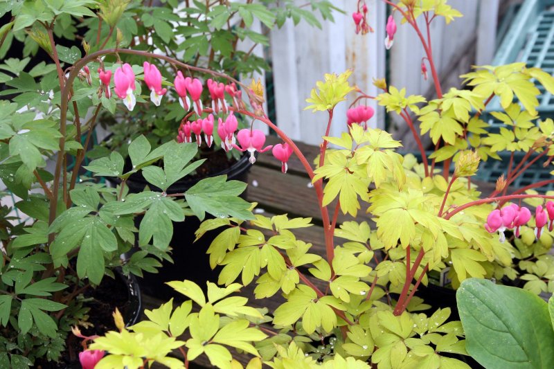 Bleeding Heart 'Gold'
