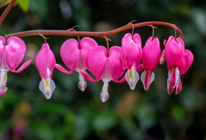 Bleeding Heart 'Valentine'