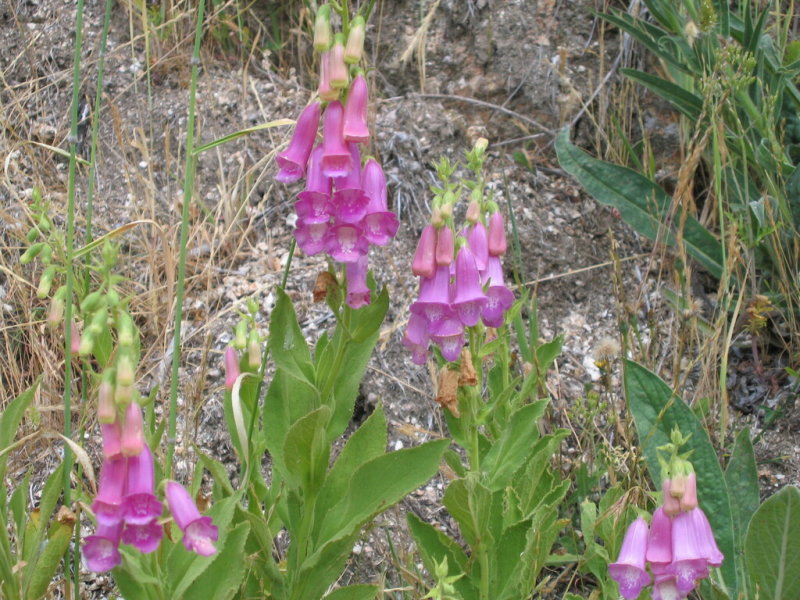 Spanish Foxglove