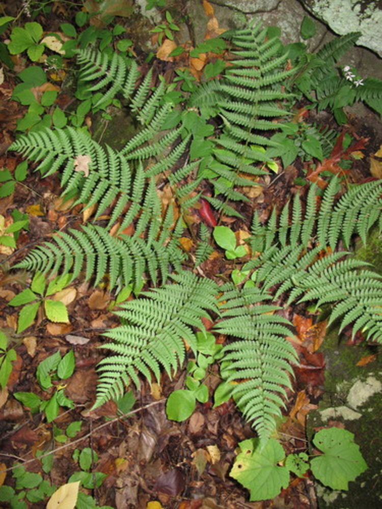 evergreen wood fern