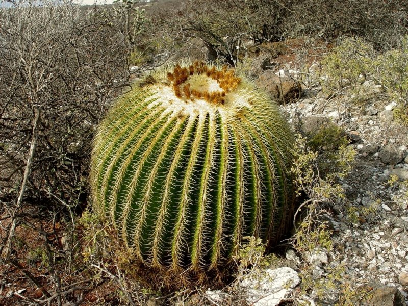 Golden Barrel Cactus