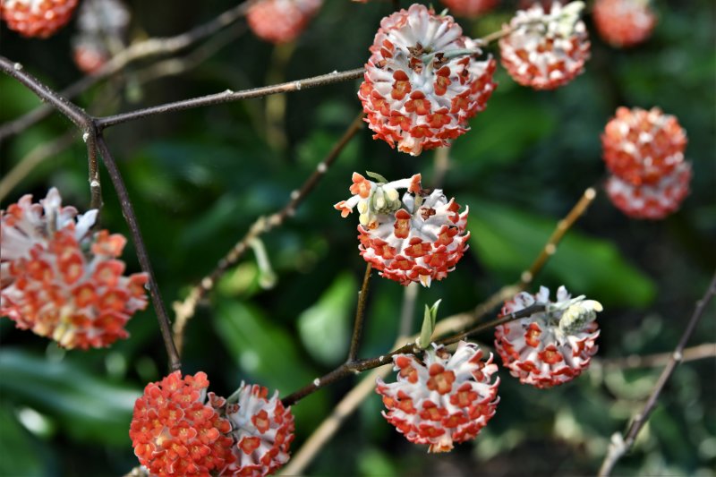 Red Flower Paper Bush