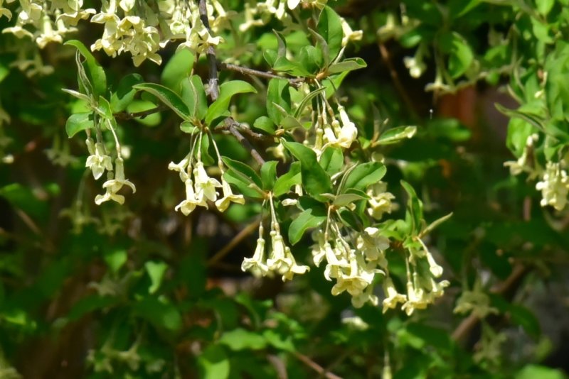 Cherry Silverberry Goumi