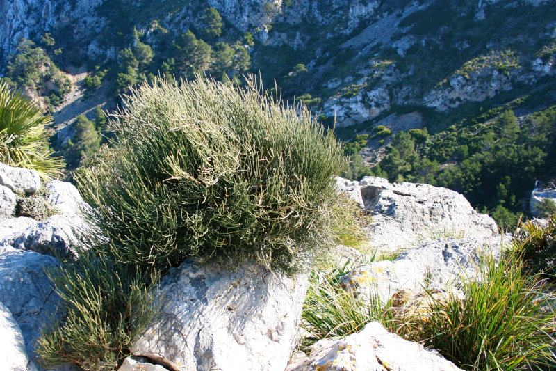Ephedra fragilis