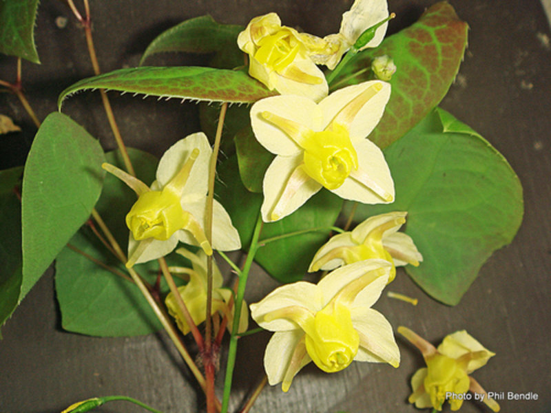 large-flowered barrenwort