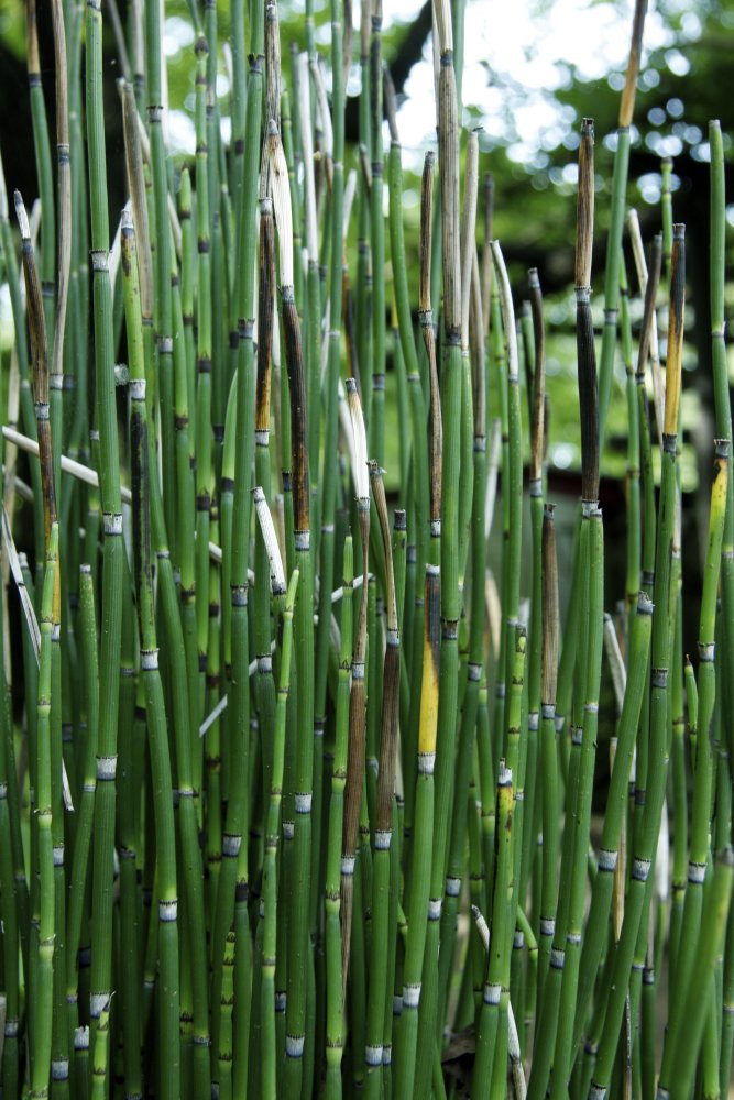 Rough Horsetail