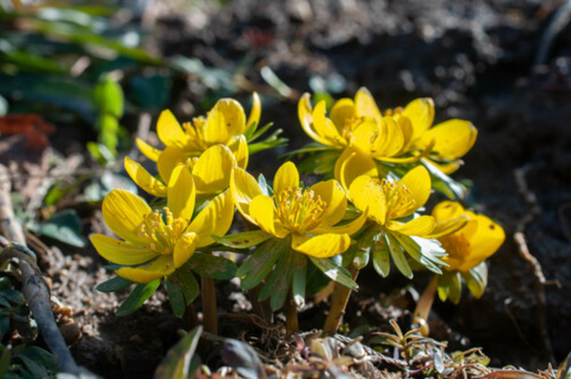 winter aconite
