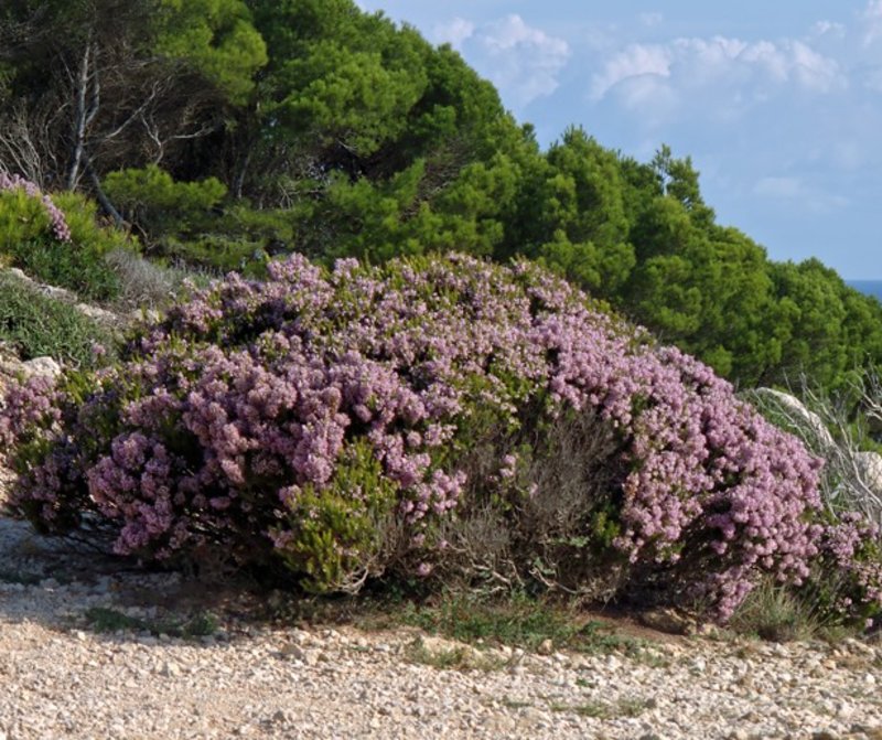 Erica multiflora