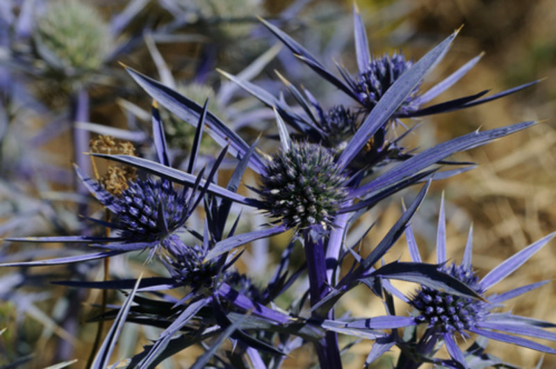 amethyst eryngo