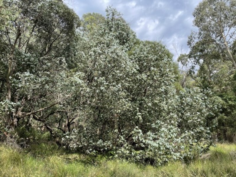 Omeo gum