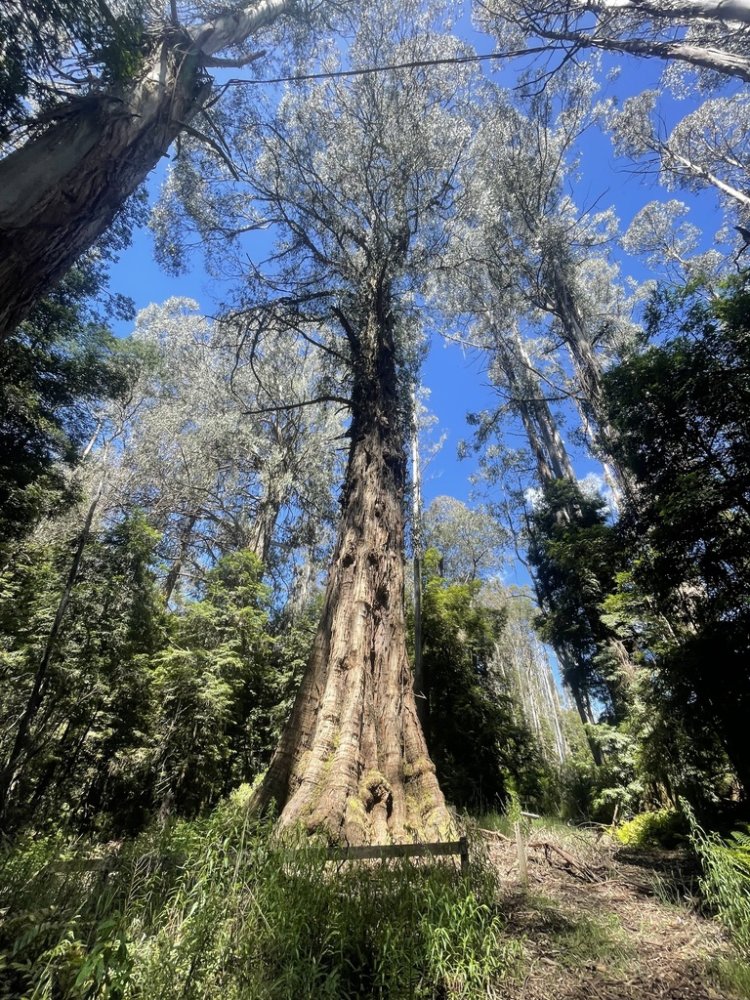 Shining Gum Eucalyptus tree