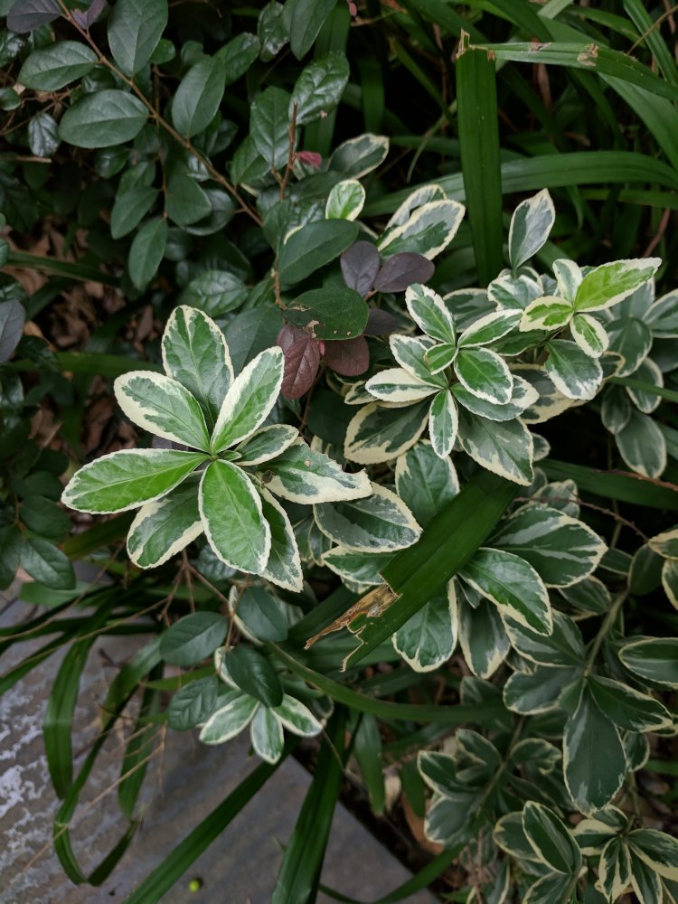 Golden Japanese Spindle