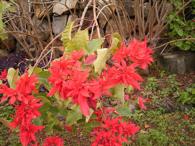 Yellow Christmas Flower Yellow Poinsettia
