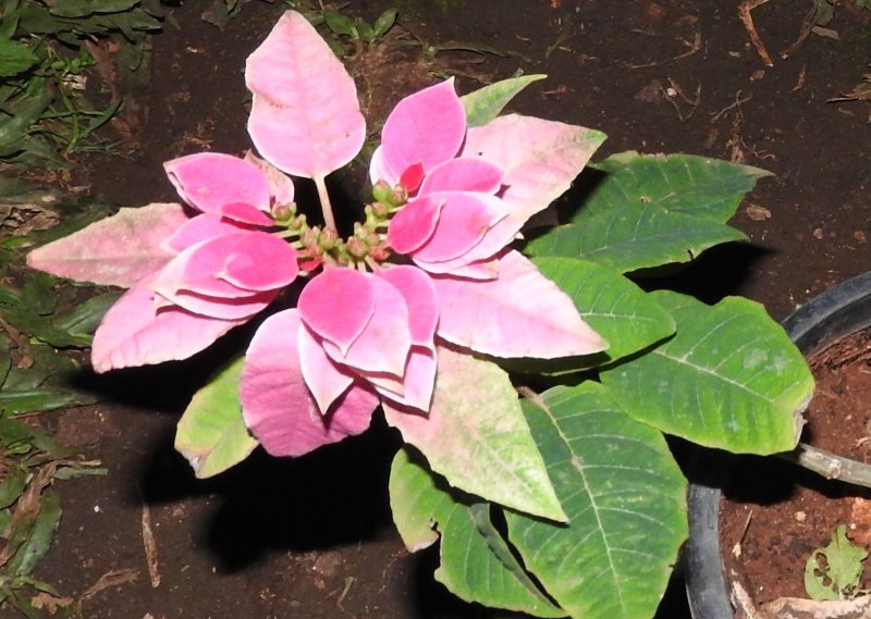 Pink Christmas Flower Pink Poinsettia