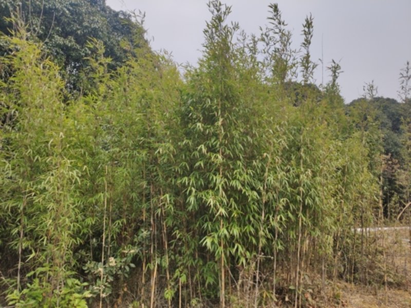 Bamboo Fargesia nitida 'Gansu'