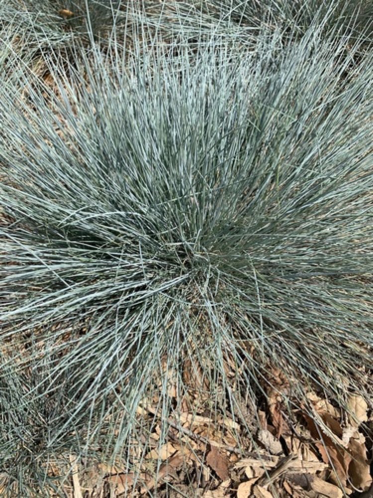 Festuca glauca 'Blue Select'