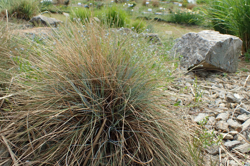 Festuca valesiaca ‘Glaucantha’