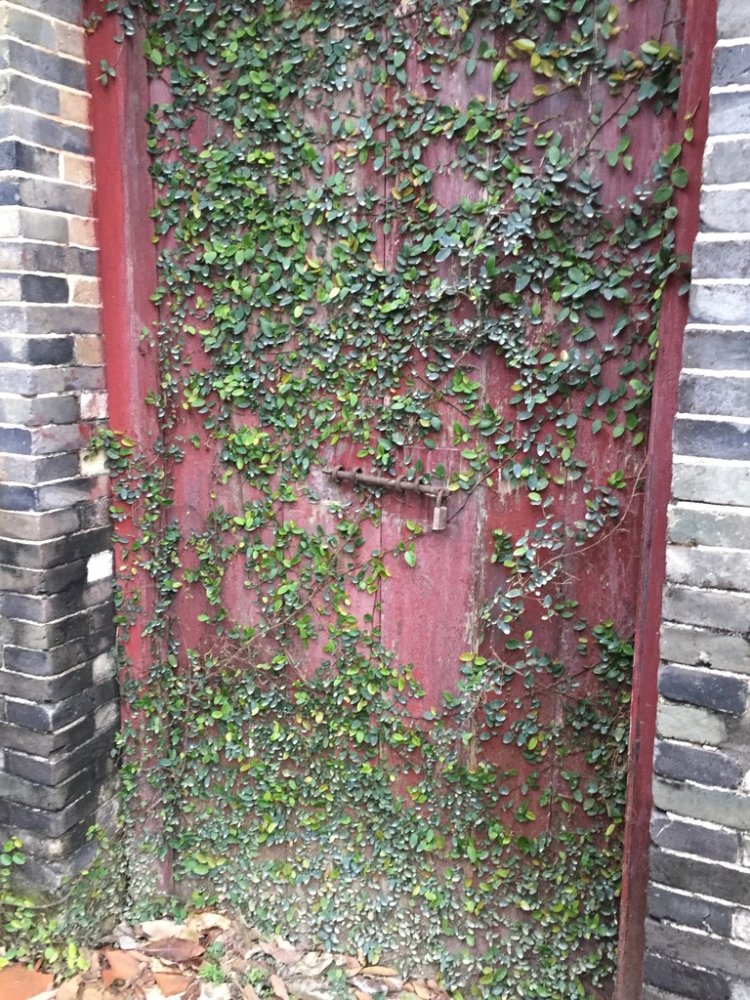 Creeping Fig