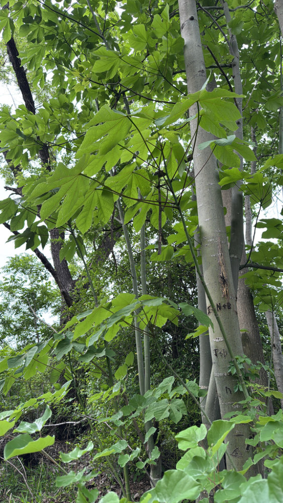 Chinese Parasol Tree